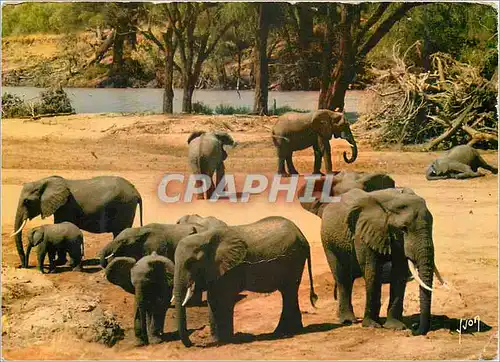 Cartes postales moderne Senegal Un troupeau d'Elephants