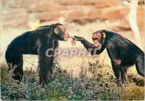 Cartes postales moderne Senegal Chimpanzes Singes
