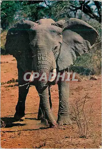 Cartes postales moderne Senegal Elephant