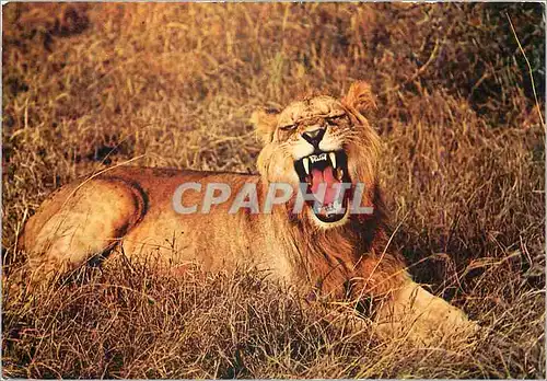 Cartes postales moderne Senegal Lion