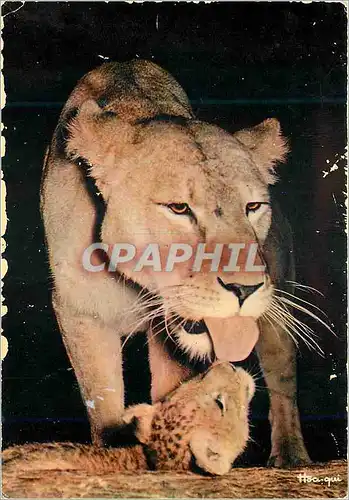 Cartes postales moderne Senegal Maman et bebe lion