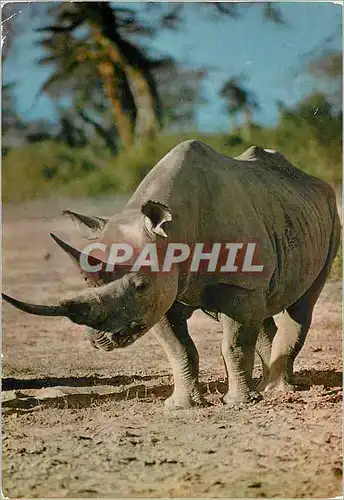 Cartes postales moderne Senegal Rhinoceros