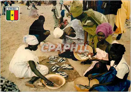 Cartes postales moderne Senegal Marchandes de poisson