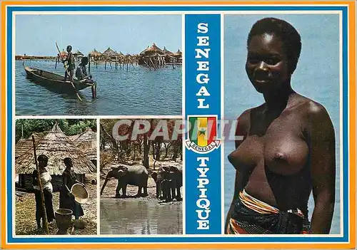 Cartes postales moderne Senegal Elephant