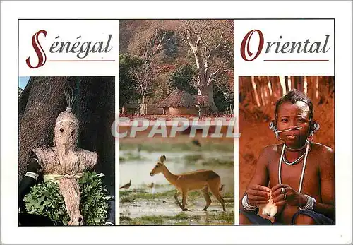 Cartes postales moderne Senegal Femme Bedik Cob de Buffon