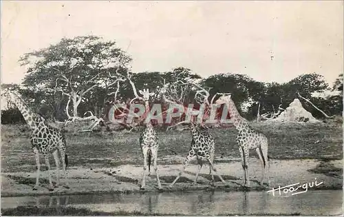 Moderne Karte Senegal Faune Africaine Groupe de Girafes