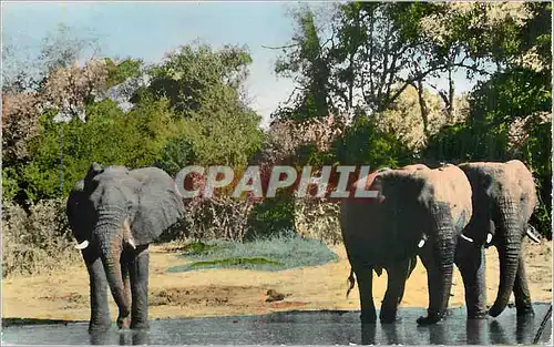 Cartes postales moderne Senegal Elephants a la Riviere