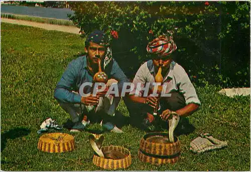 Cartes postales moderne Singapore Shake Charmers Singapore