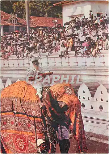 Cartes postales moderne Sri Lanka The Day Perahera Elephant