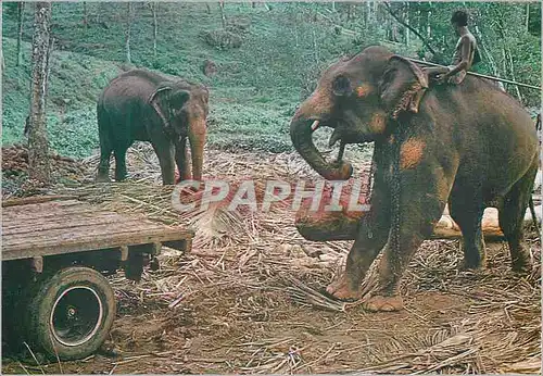 Cartes postales moderne Sri Lanka Elephants at Work