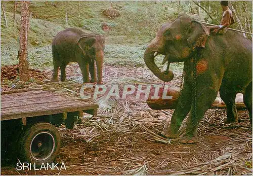 Cartes postales moderne Sri Lanka Elephant