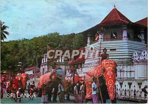Cartes postales moderne Sri Lanka Elephants at Work