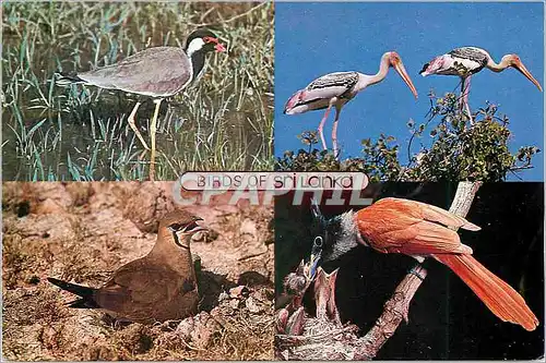 Cartes postales moderne Sri Lanka Red-wattled lapwing (top left)