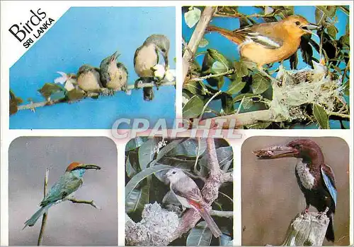 Cartes postales moderne Sri Lanka Birds