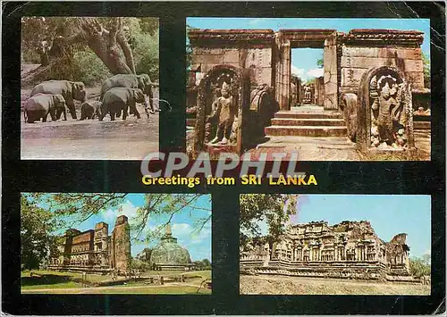 Cartes postales moderne Sri Lanka Elephants