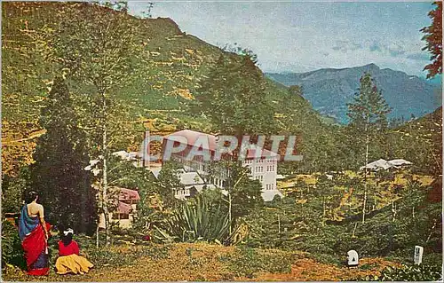Cartes postales moderne Sri Lanka Tea Factory and Estate