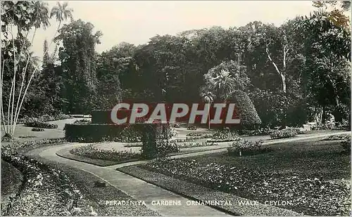 Cartes postales moderne Ceylon Peradeniya Gardens Ornamental Walk