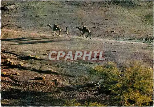 Cartes postales moderne Somalia Depart de caravane