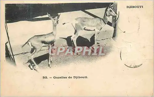 Ansichtskarte AK Djibouti Gazelles de Djibouti