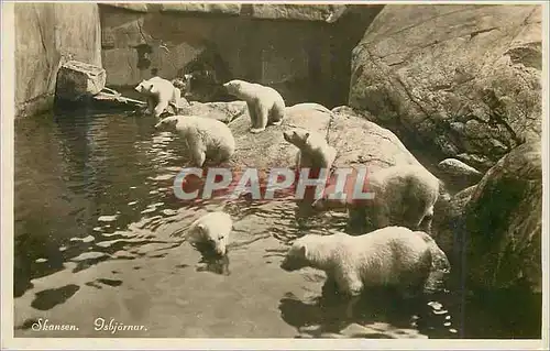 Moderne Karte Skansen Isbjarnar Ours blancs