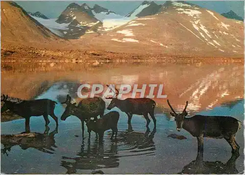 Cartes postales moderne Renar vid Fjallsjo