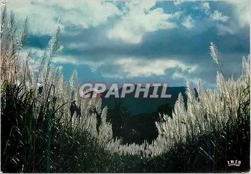 Cartes postales moderne Guadeloupe Champ de canne a sucre en fleurs Vue sur les Mornes
