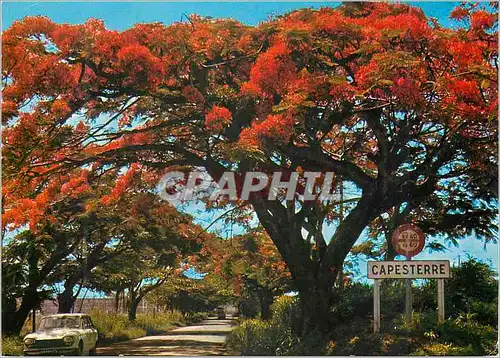 Cartes postales moderne Flamboyants