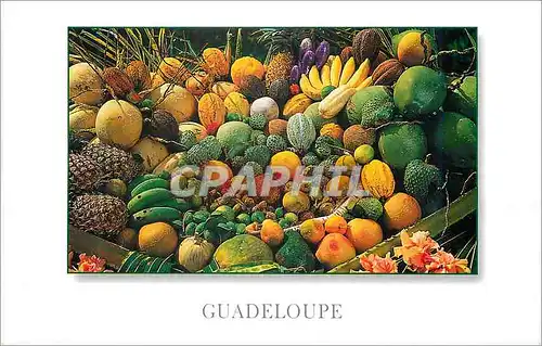 Cartes postales moderne Guadeloupe Fruits tropicaux