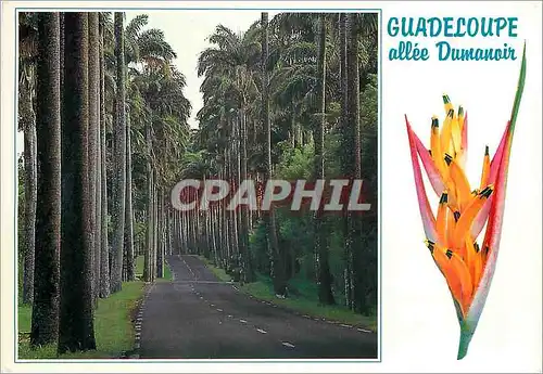Moderne Karte Guadeloupe Plage de Rocroy