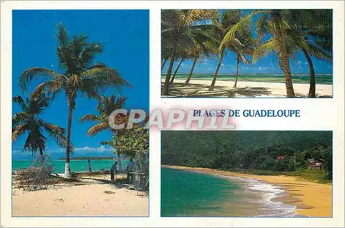 Cartes postales moderne Guadeloupe Plage de Guadeloupe