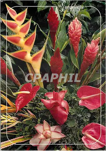 Cartes postales moderne Guadeloupe Bouquet tropical