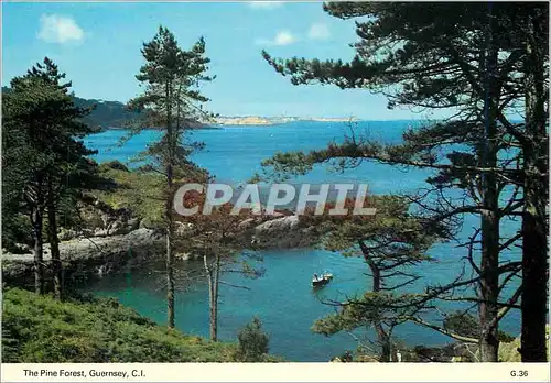 Cartes postales moderne Guernsey The Pine Forest