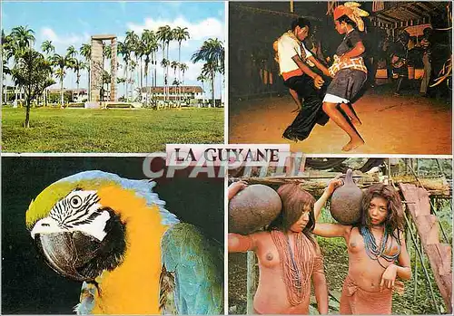Cartes postales moderne Guyane Francaise Perroquet