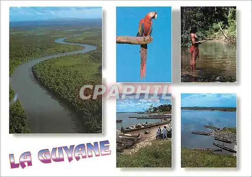 Cartes postales moderne Guyane Francaise Le Maroni Ara Indien Wayana Perroquet