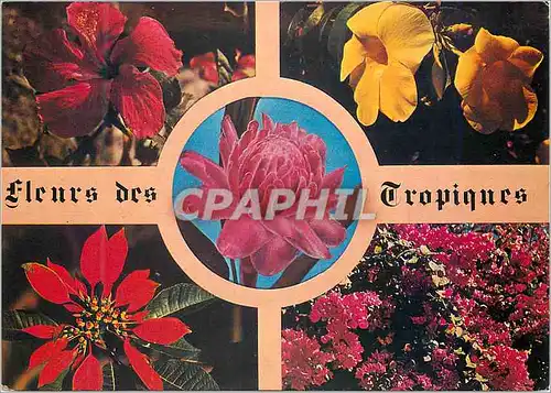 Moderne Karte Fleurs des Tropiques