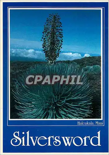 Cartes postales moderne Hawaii Haleakala Silversword