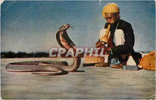 Moderne Karte Snake charmer (India)