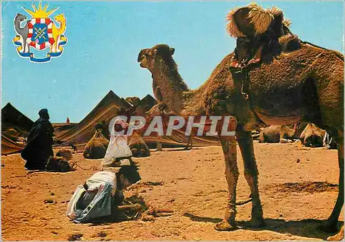 Cartes postales moderne Chacun avec patience retrait les milles gestes pour un nouveau depart Chameau