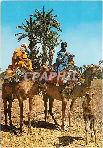 Cartes postales moderne Mahoristes Chameaux