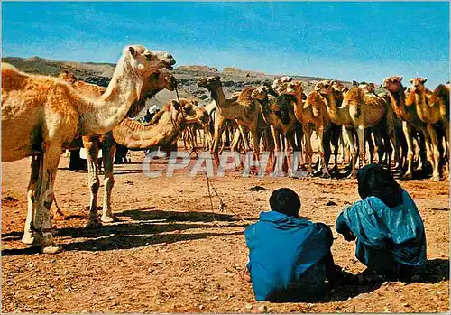 Moderne Karte Sud marocain halte des chameaux au desert Chameaux