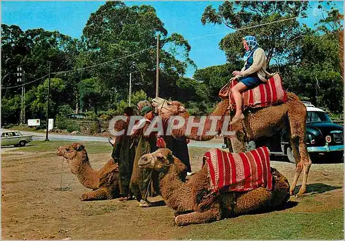 Cartes postales moderne Maroc chameaux maroc
