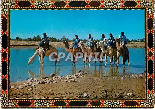 Cartes postales moderne la caravane Chameau