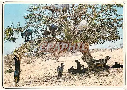 Moderne Karte Maroc typique Chevres sur l'arganier