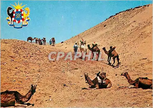 Moderne Karte Scene du sahara marocain Chameaux