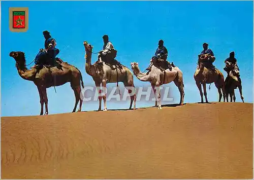Cartes postales moderne Caravane de meharistas de m'hamid typique maroc Chameaux