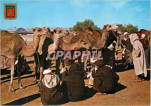 Cartes postales moderne Maroc typique marche au chameaux
