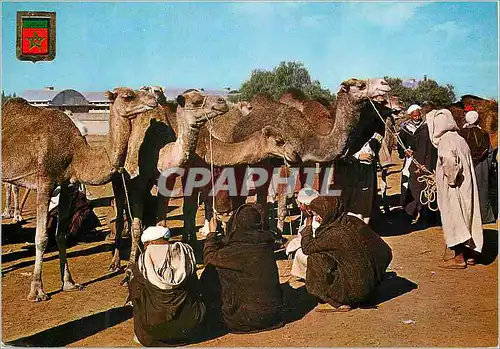 Cartes postales moderne Maroc typique marche au chameaux