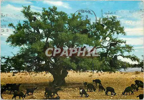Cartes postales moderne Typical scenes maroc Chevres