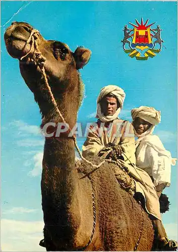 Cartes postales moderne Casablanca rue mostafa el maani Chameau