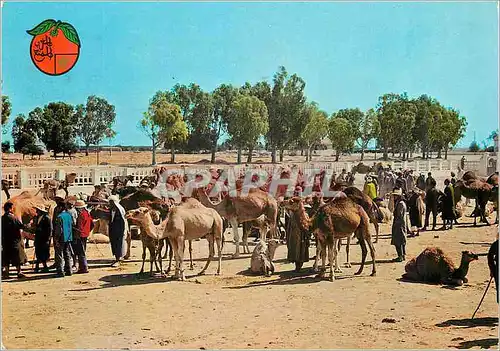 Moderne Karte souk des chameaux